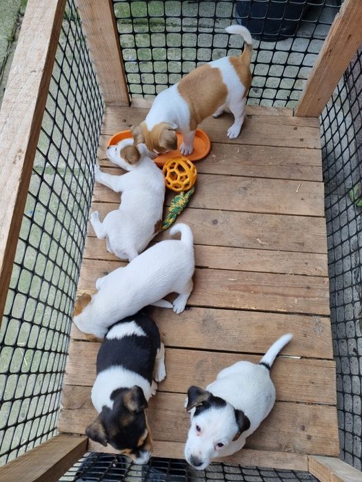 Jack Russel terrier