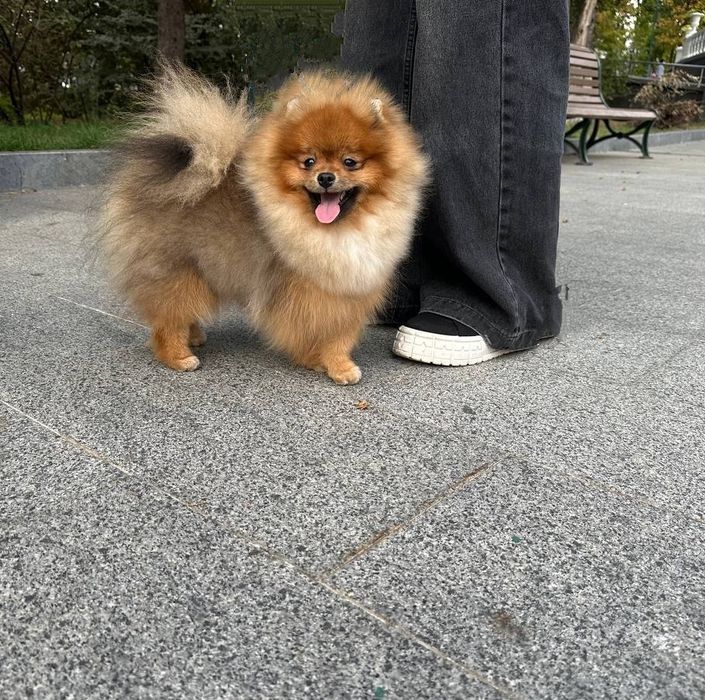 Мальчик шпиц  померанский