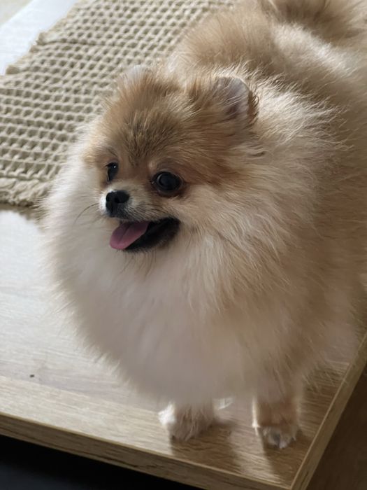 Pomeranian,szpic miniaturowy suczka FCI