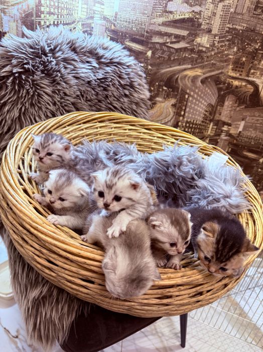 Шотландські кошенята