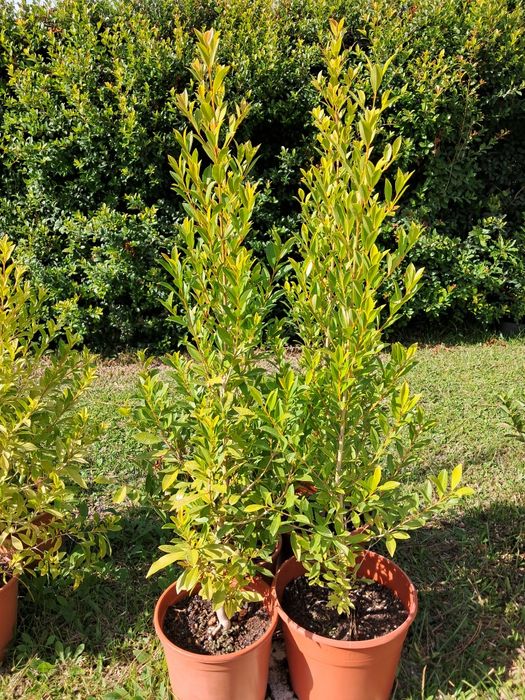 Eugénias Myrtifolia Newport