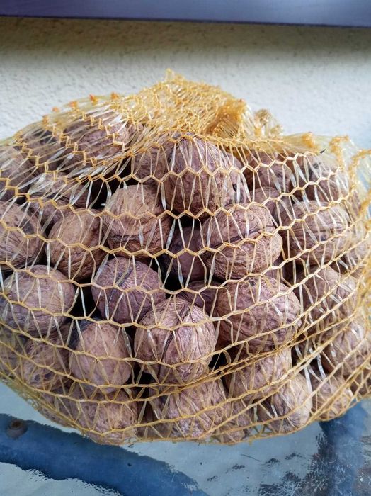 sprzedam orzechy wloskie ekologiczne