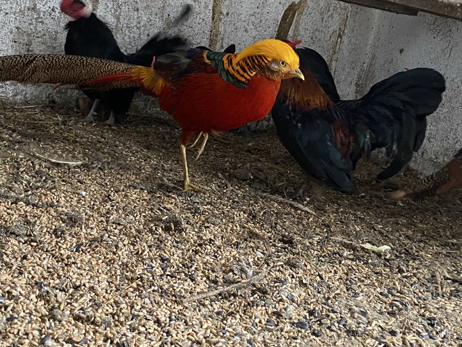 Sprzedam bazanty ozdobne