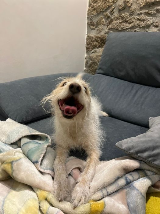 Marley  Adoção responsável