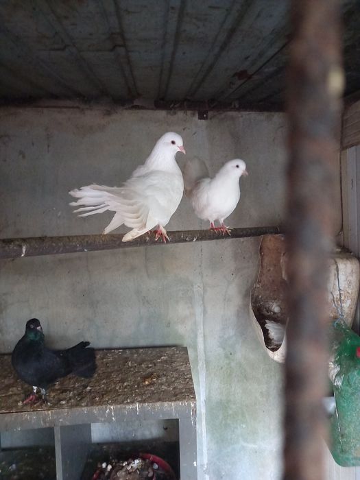Pombos brancos  leque