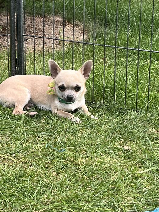 Cudowny piesek chihuahua