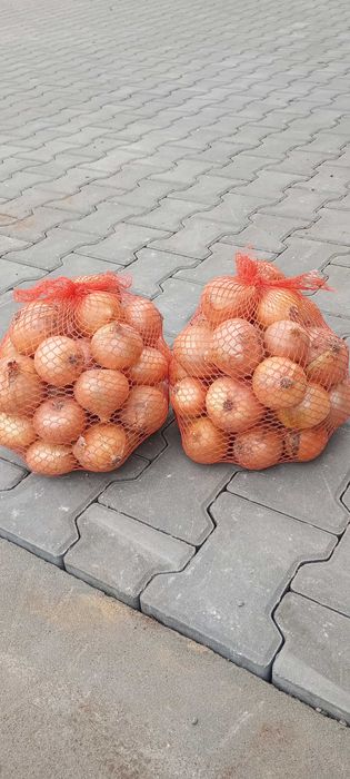 Cebula jadalna wolska