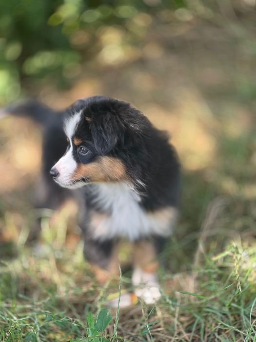 Miniaturowy Owczarek Amerykański (Mini Aussie) – wyjątkowy piesek Black Tri