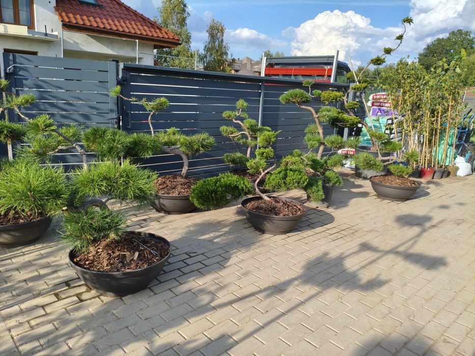 Sosny bonsai - niwaki- drzewka formowane  na taras , do ogrodu 400 szt