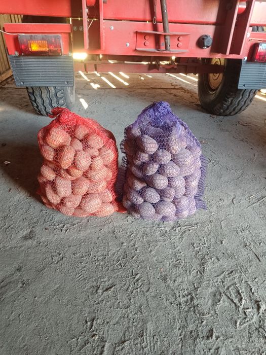 Ziemniaki vineta Bellarosa Soraya Red Sonia Jurek