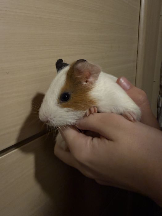 Морські свинки  вік 1 місяць