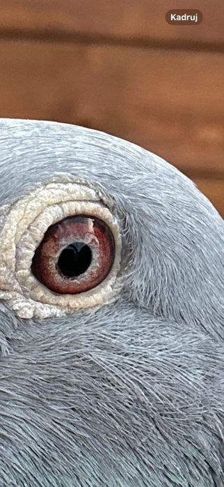 Gołąb młody 100% A . Drapa 2026