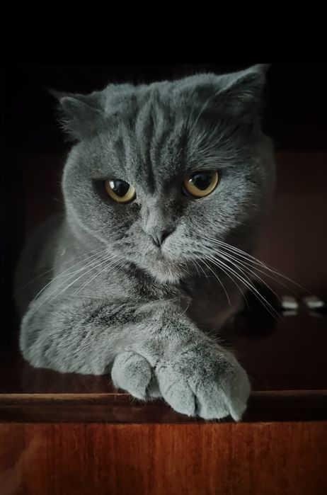 Отдам кошку в добрые руки