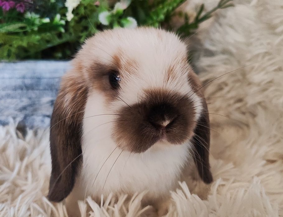 Króliczki mini lop