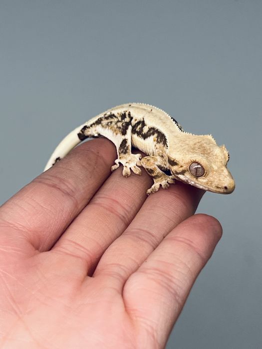 Gekom orzęsiony lily white miżliwa wyprawka transport