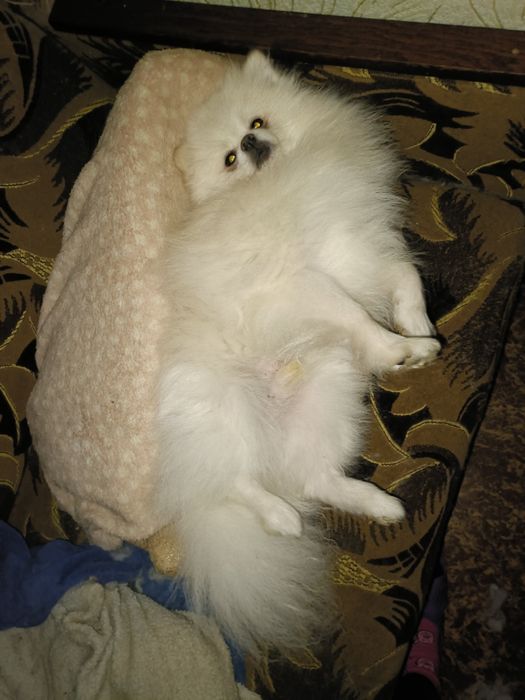 Красавчик белый мальчик Померанский шпиц есть документы