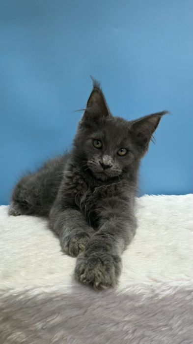 Голубой мальчик мейн кун