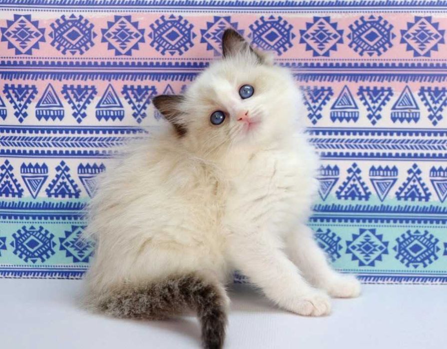 У продажу хлопчик з розплідника -РЕГДОЛЛ//Ragdoll-