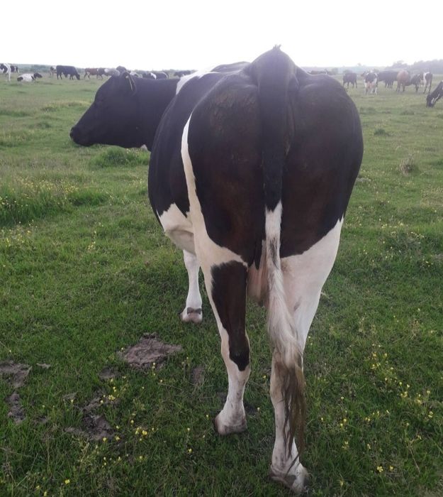 Продам добру корову