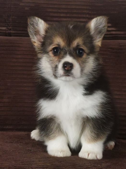 Welsh Corgi Pembroke