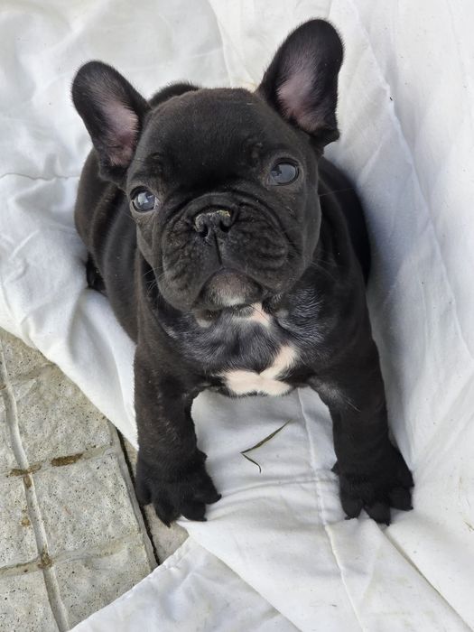 Bulldog Francês Lop e Afixo