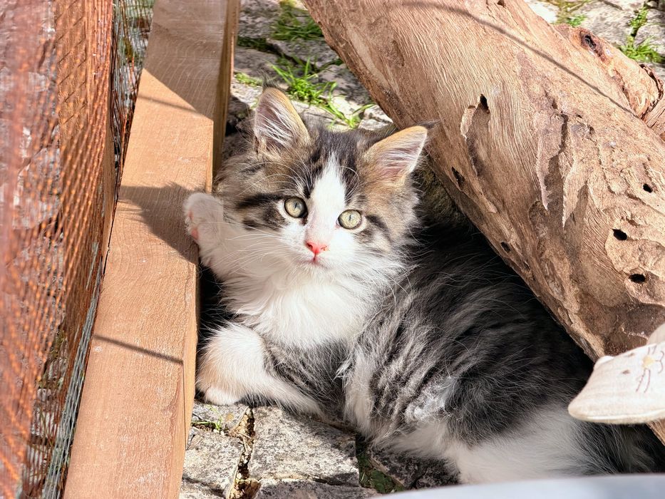 Gatinho Maine Coon bebe