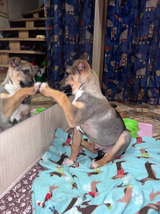 Щенок ищет семью