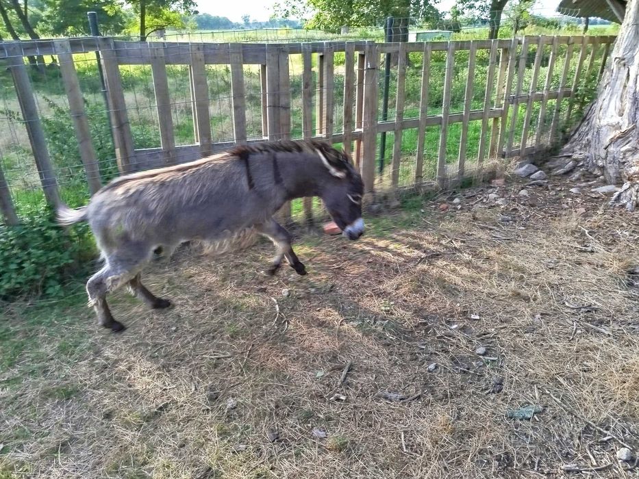 osioł,osiołek ładny młody