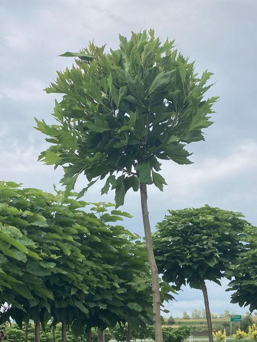 drzewa alejowe Klon Brzoza Akacja Wiąz Platan katalpa