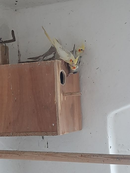 Sprzedam papugi mała i nimfa