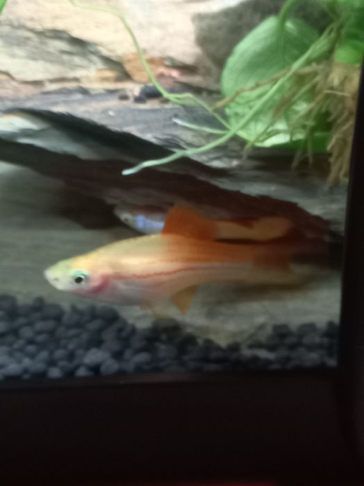 Peixe Swordtail/Espada