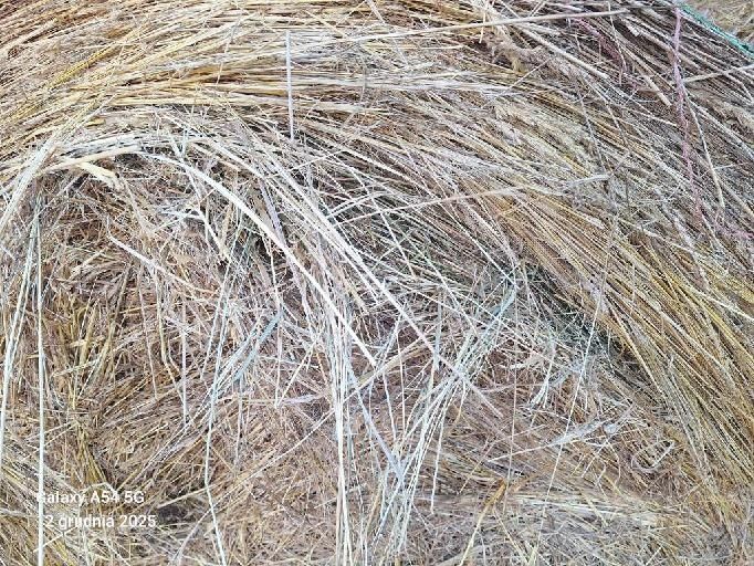 Siano Bele 160 zapraszam