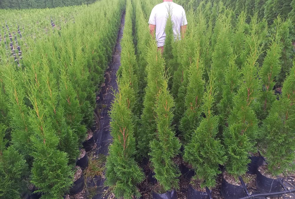 Tuja Thuja Szmaragd w DONICZCE 5 L Jakość Super 90-140 cm