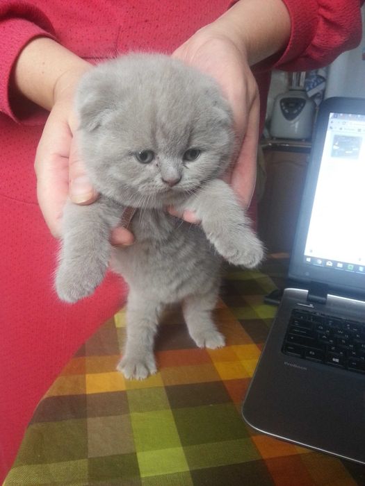 Шотландский прямоухий кот приглашает на вязку вислоухих и прям кошечек