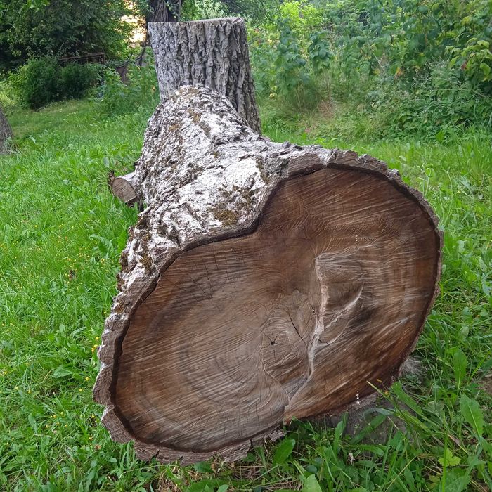Pień / kłoda orzecha włoskiego