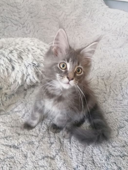 Бронь. Котик мейн-кун .
