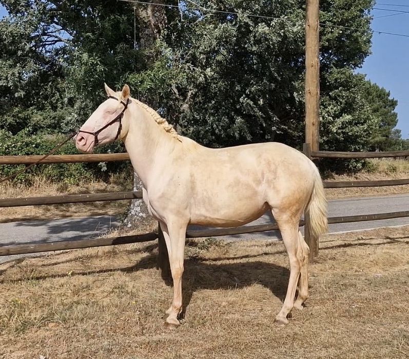 Égua Lusitana Isabel