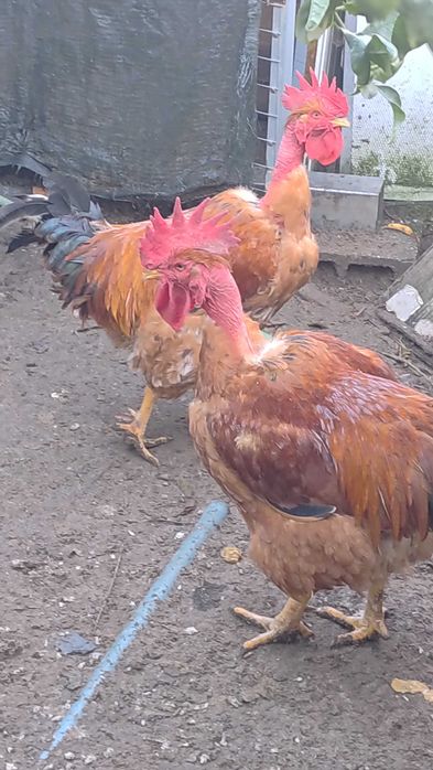 Galos caseiros com excelente porte