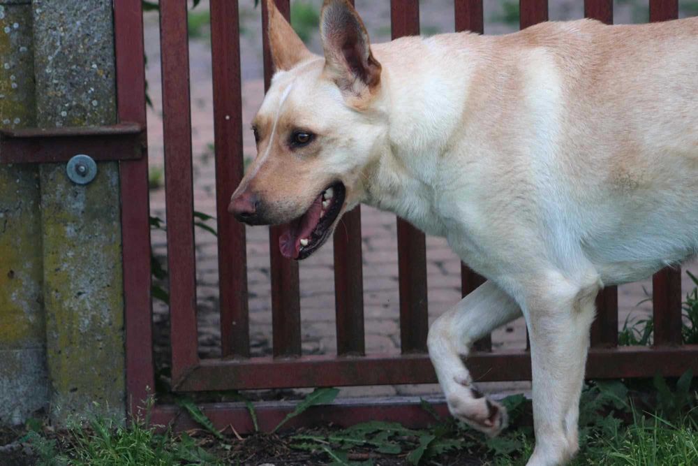 Zdunek – wspaniały towarzysz gotowy na nową rodzinę