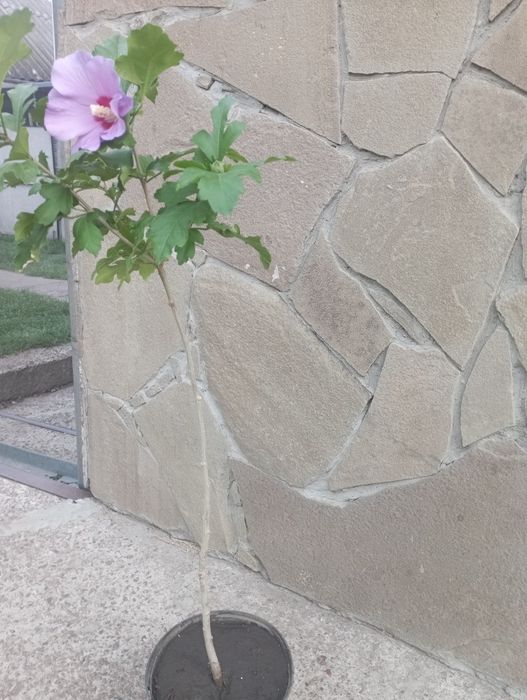 Гібіскус на штамбі.