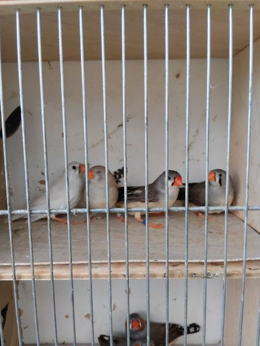 Sprzedam przepiękne zeberki