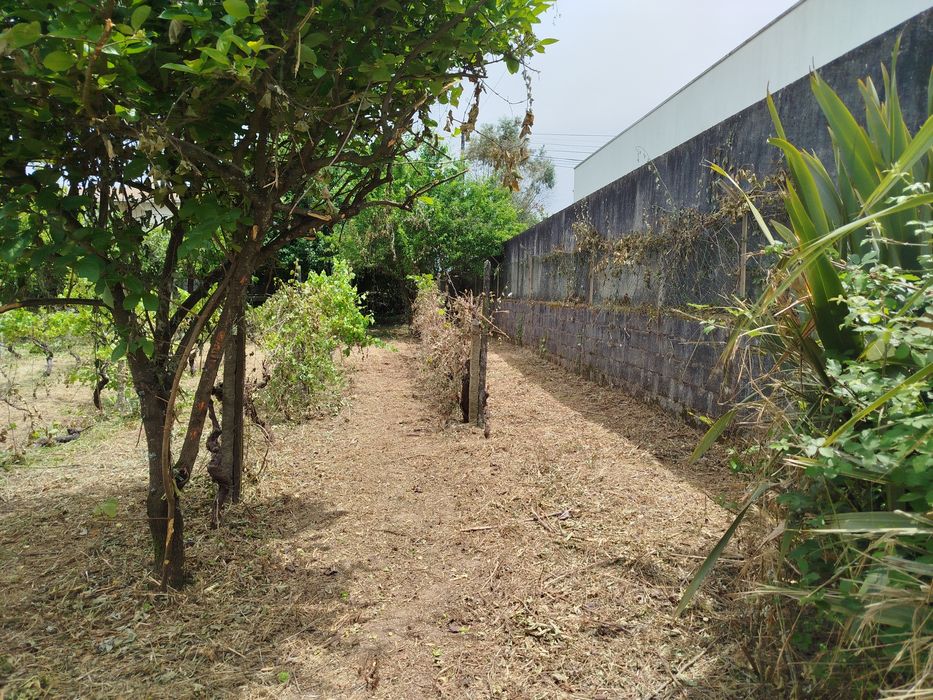 Limpeza de Terrenos, ruínas, mato junto a residências, etc