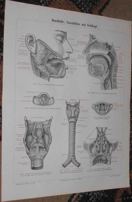 Układ oddechowy - Medycyna  oryginalna XIX w. grafika