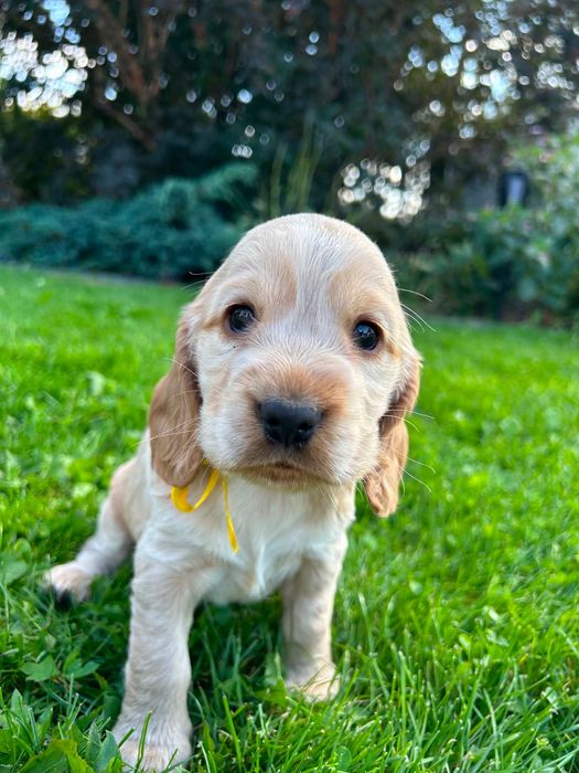 Cocker spaniel  angielski suczka