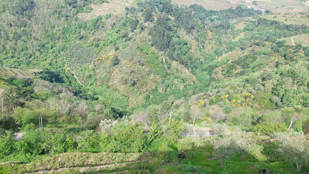 Vinha produtiva com oliveiras, árvores de fruto e mina de água