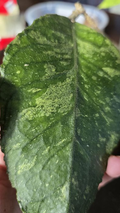 Hoya sp. Previously Vitellinoides