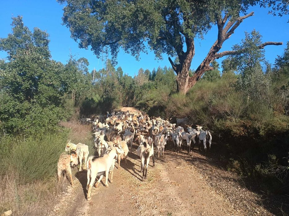 Venda de Lote de Cabras