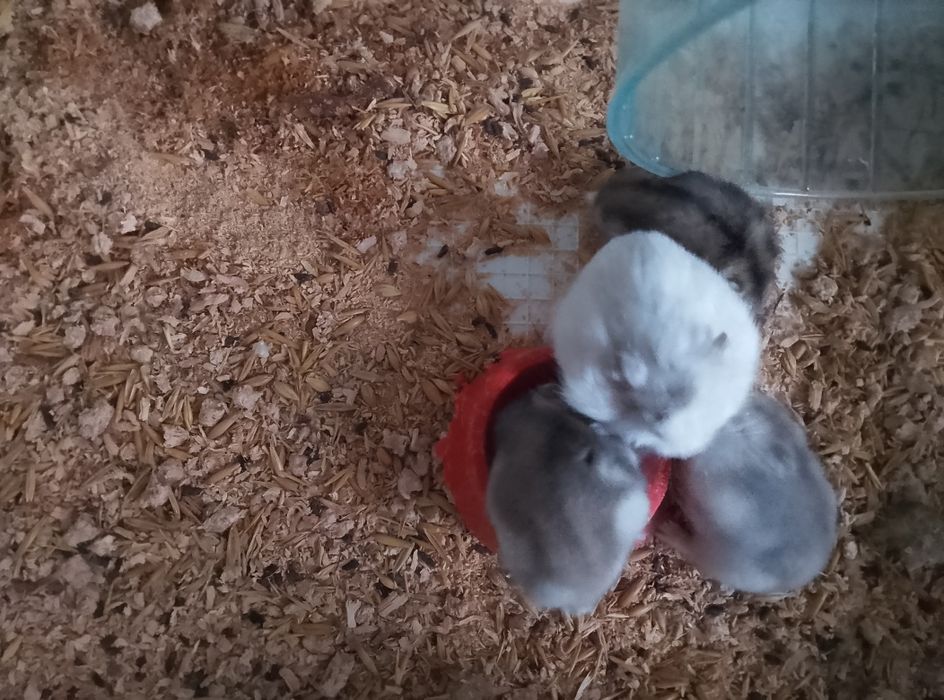 Хомячки Кременчуг