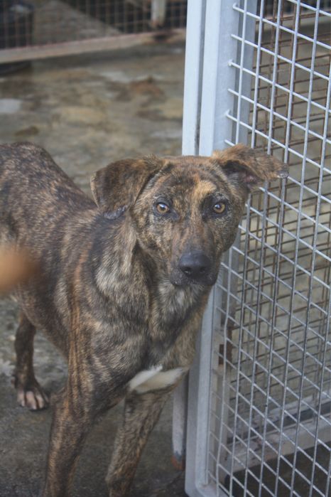 Tanara cadela porte medio