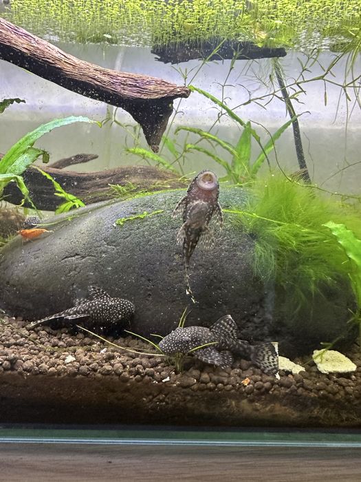 Ancistrus sp 5/6cm